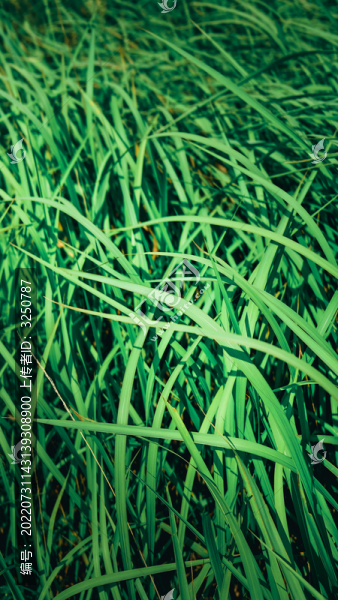 綠草