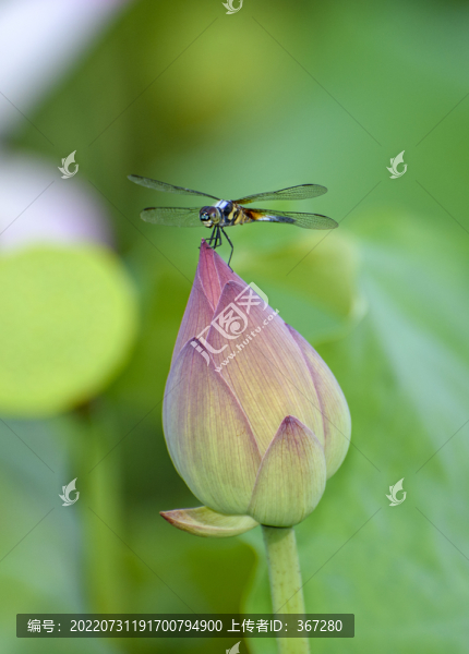 荷花蜻蜓