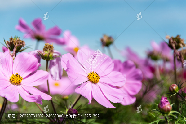 青藏高原格桑花