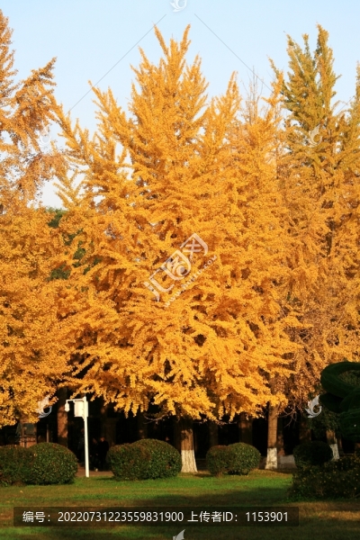 銀杏樹