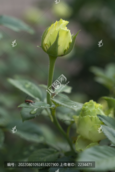 月季花