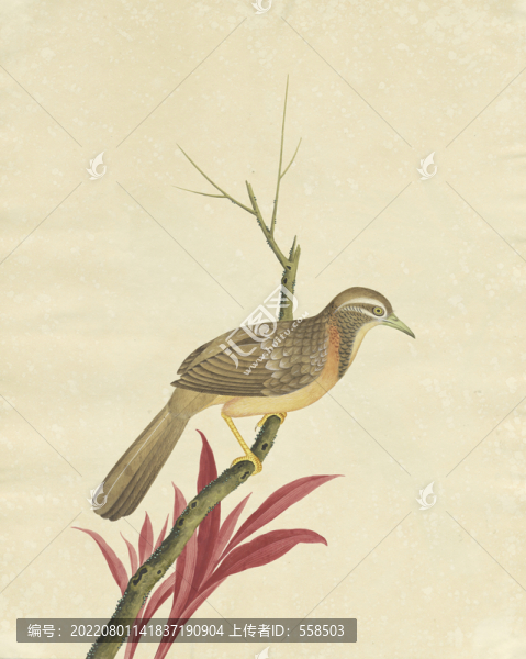 飛雀枯枝水彩花鳥國畫裝飾畫