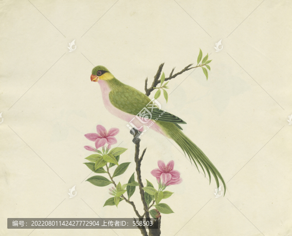 綠鸚鵡水彩花鳥國畫裝飾畫