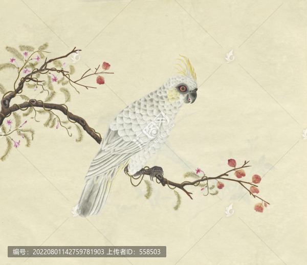 玄鳳鸚鵡水彩花鳥(niǎo)國(guó)畫(huà)裝飾畫(huà)
