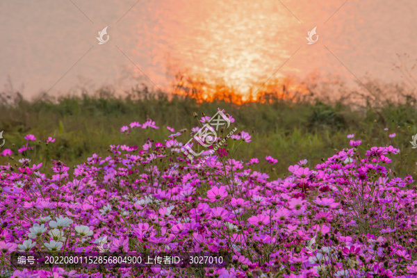 合肥半島花博園