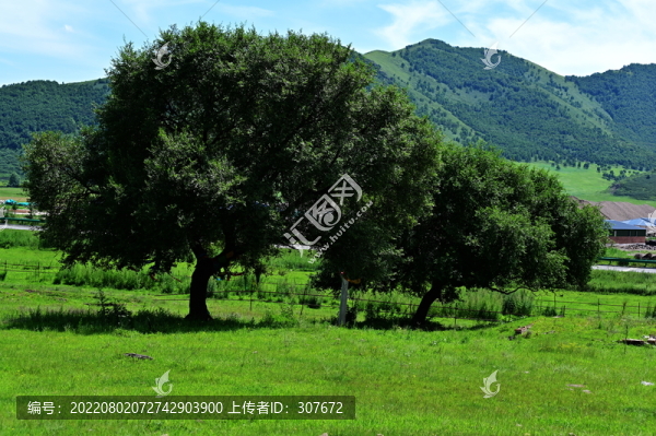 呼倫貝爾大草原