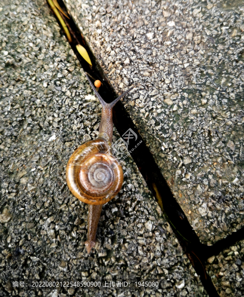 小蝸牛