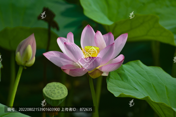 荷花11