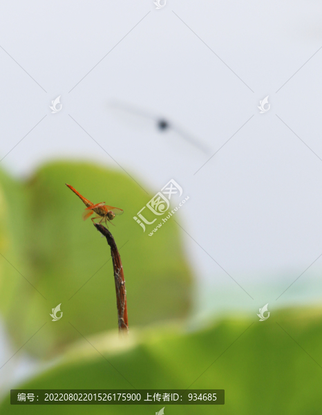荷