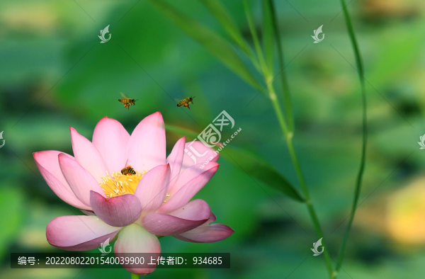 荷花與小蜜蜂
