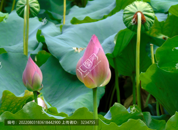 杭州西湖的荷花