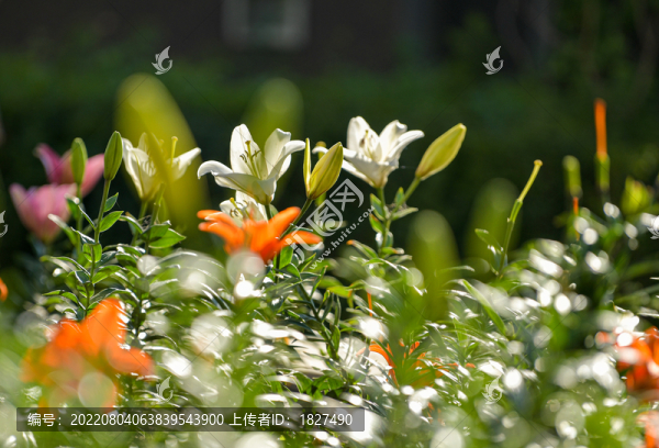 百合花