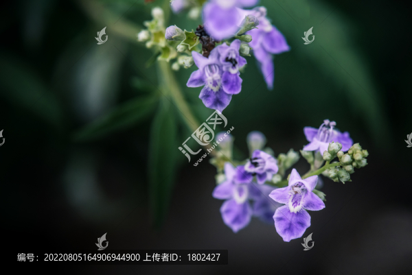 荊條花