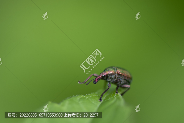 昆蟲