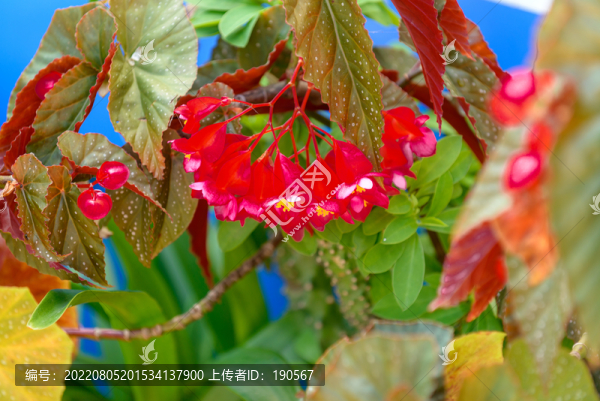 盛開的花朵斑葉竹節(jié)秋海棠