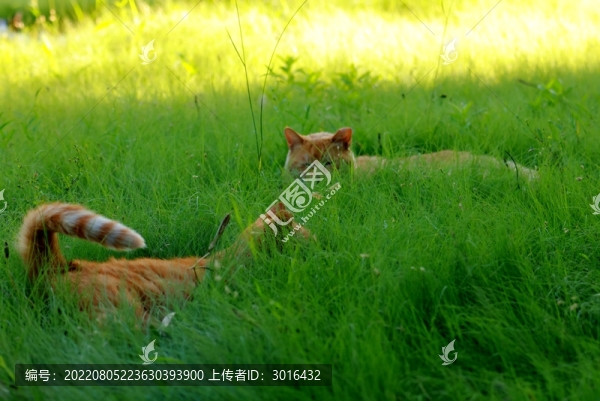 喵咪