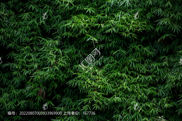 竹葉