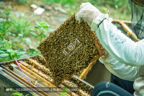 蜜蜂養(yǎng)殖