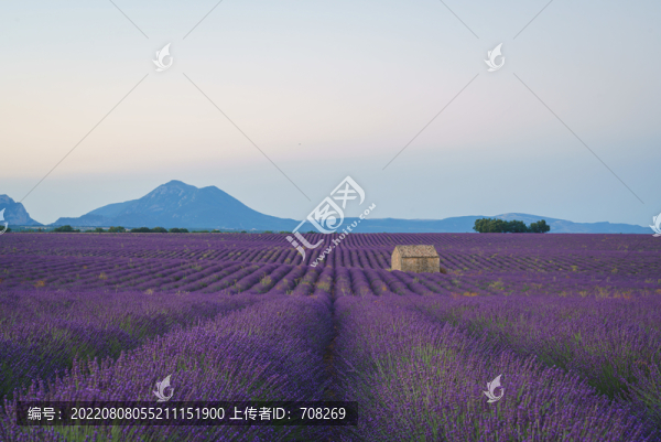 法國普羅旺斯薰衣草花田美景