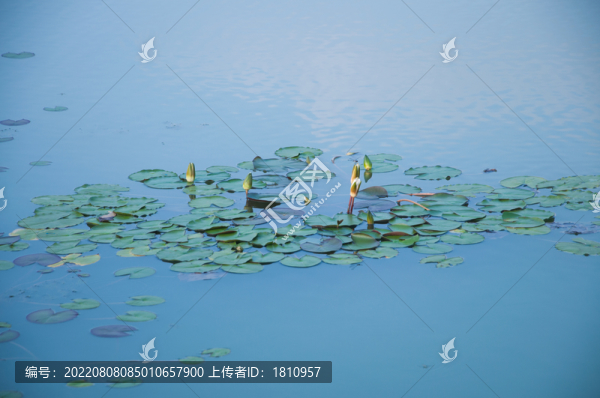 睡蓮