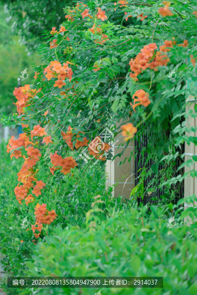 凌霄花