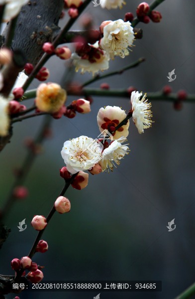 梅花