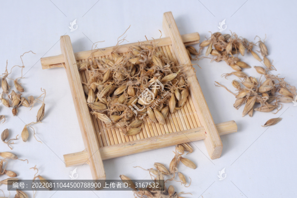 中草藥麥芽