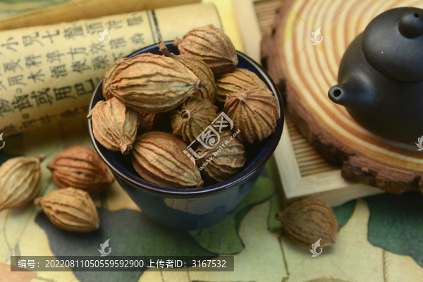 中草藥砂仁