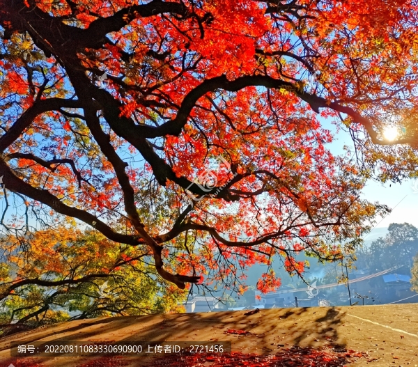 山鄉(xiāng)葉正紅