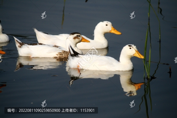 土鴨