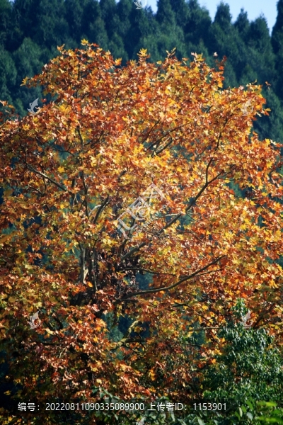 秋天的樹(shù)