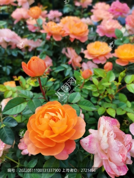 漂亮的玫瑰花