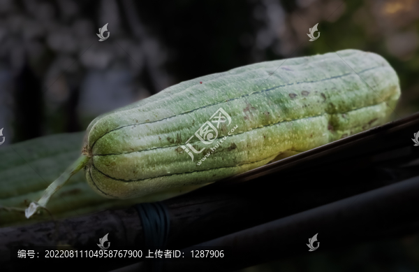水瓜
