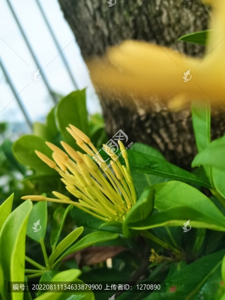 待放的花苞