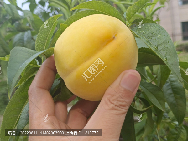 現(xiàn)摘黃桃圖片