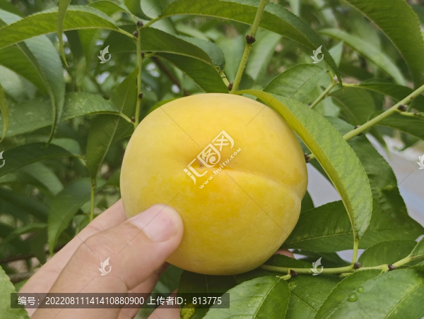 現(xiàn)摘新鮮黃桃