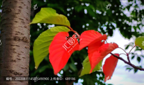 彩葉