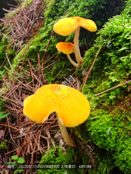 野生菌