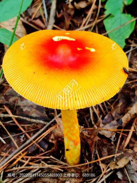 野生菌