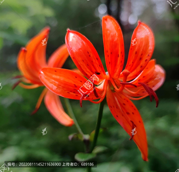 虎皮百合