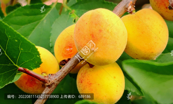 山杏