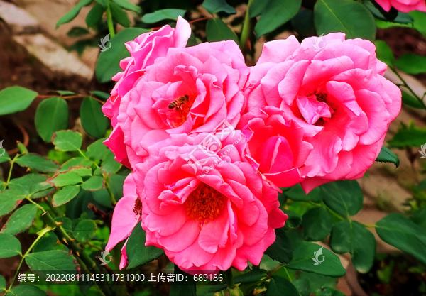 月季花