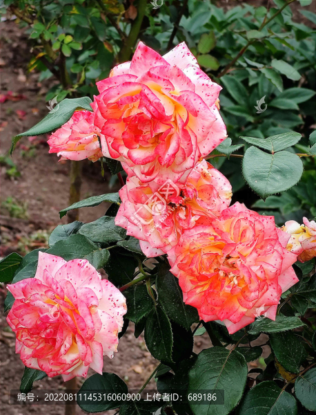 月季花