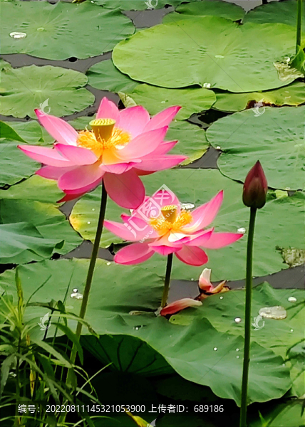 荷花
