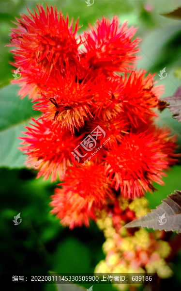 紅色野花