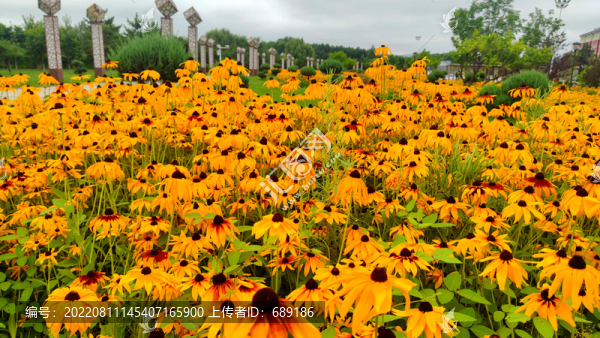 黑心菊花海