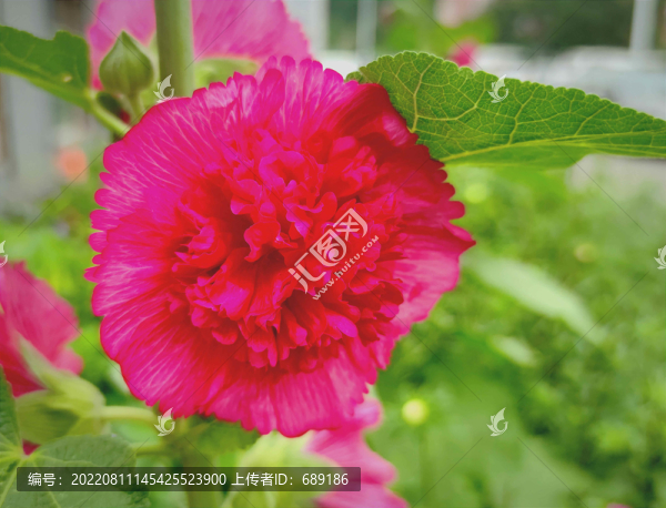 芍藥花