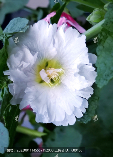芍藥花