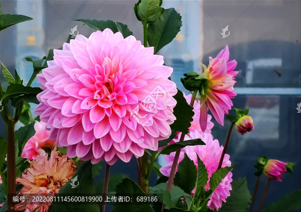 地瓜花