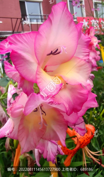 扁竹蓮花